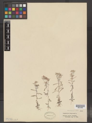 Gnaphalium uliginosum