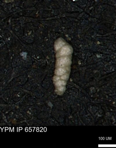Verneuilinoides kansasensis