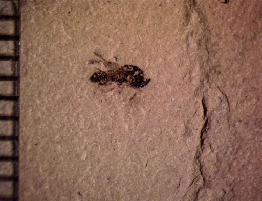 undet. Insecta
