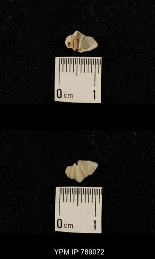 undet. Brachiopoda