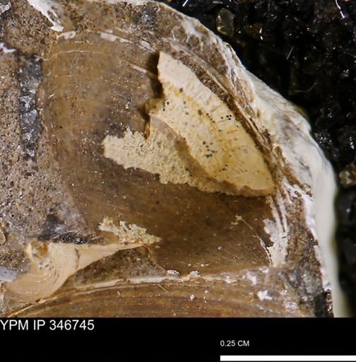 Limopsis striatopunctatus