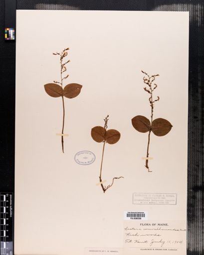 Listera convallarioides