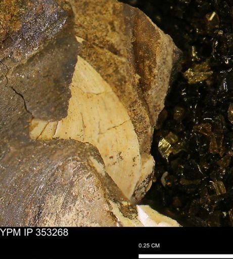 Limopsis striatopunctatus