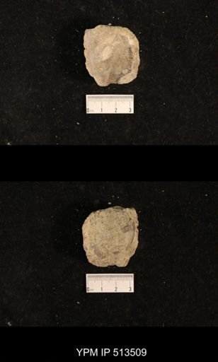Ambonychia sp.