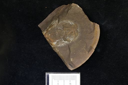 Pygocephalus gracilis