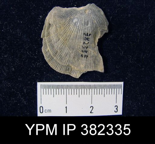 undet. Brachiopoda