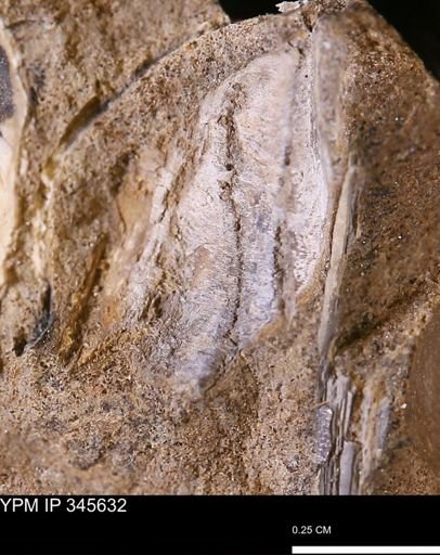 undet. Bivalvia