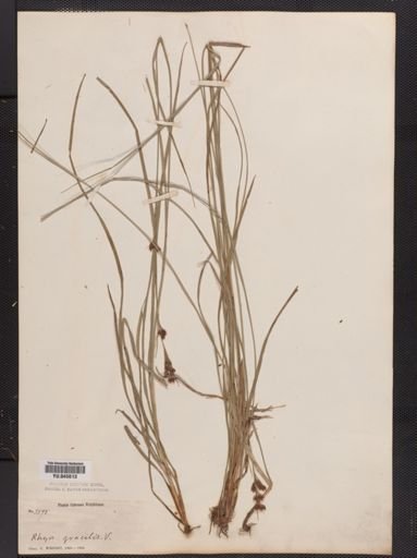 Rhynchospora