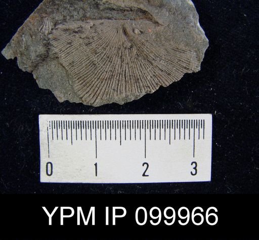 Leptaena rhomboidalis
