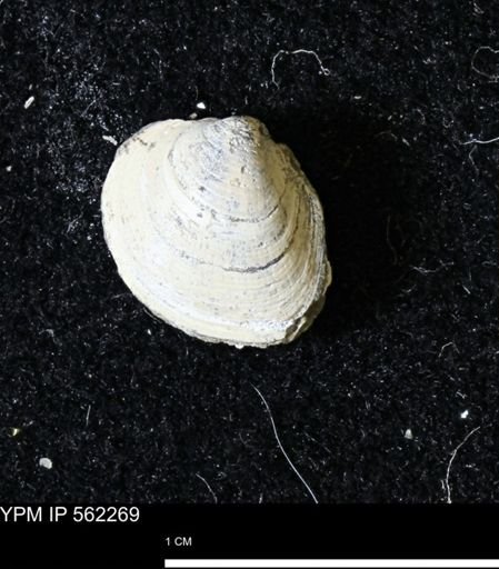 Limopsis striatopunctatus