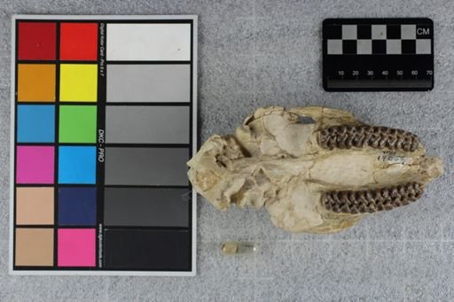 Mesohippus sp.