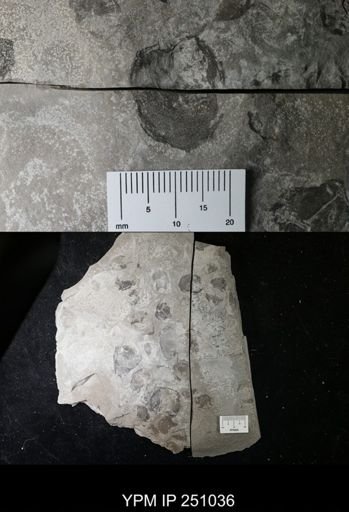 undet. Cephalopoda