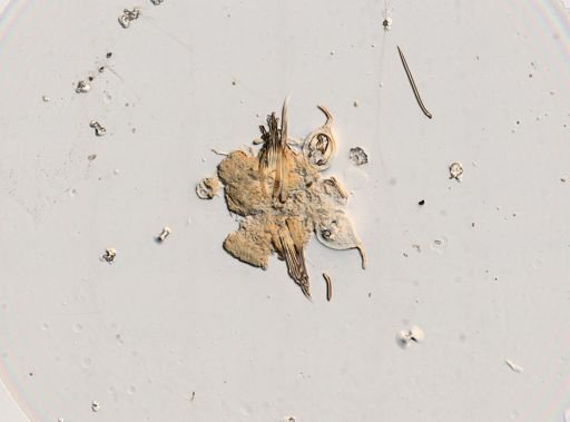 Eunicidae