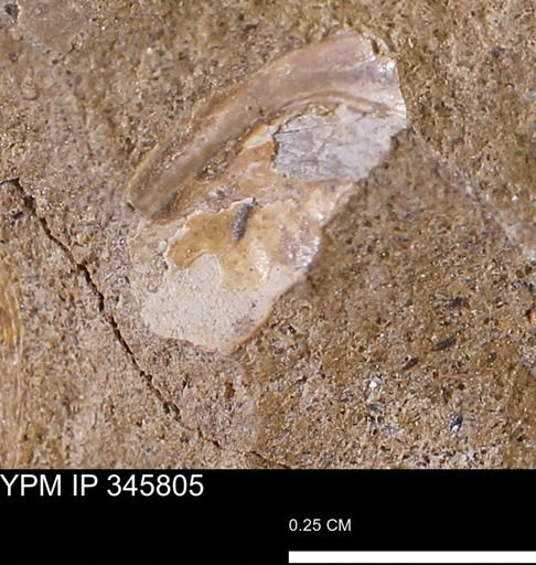 undet. Mollusca