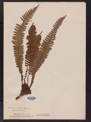 Blechnum