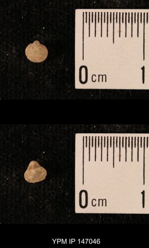 Ambocoelia planoconvexa