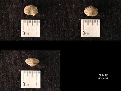 Platystrophia morrowensis