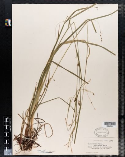 Carex debilis