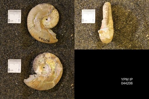 Hoploscaphites nicolletii