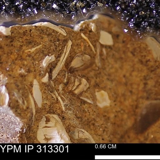 Corbicula sp.