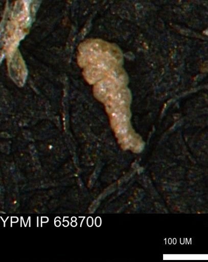 Verneuilinoides kansasensis