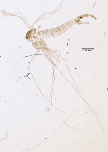 Brumptomyia leopoldoi