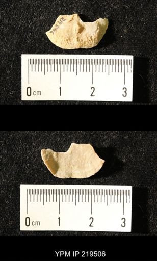 Chonetes granulifer