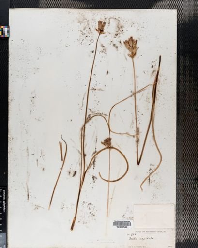 Dichelostemma