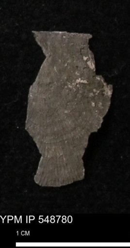 Stropheodonta perplana