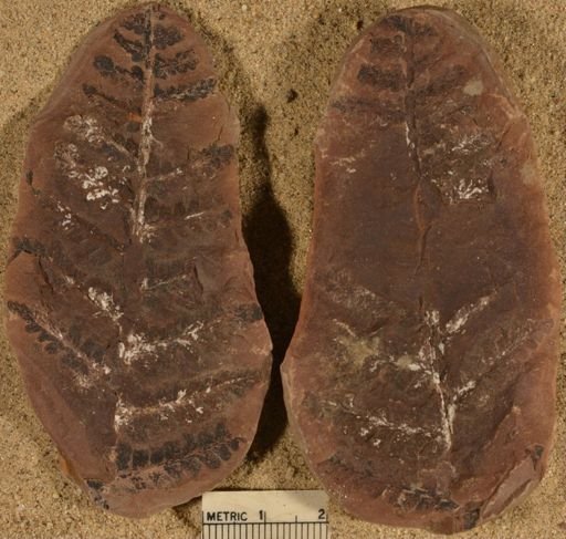 Pecopteris