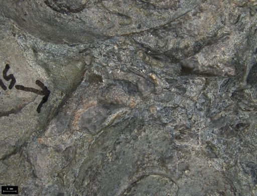 Aplocoma damesii