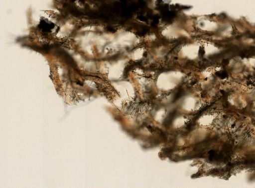 Clathria (Thalysias) virgultosa