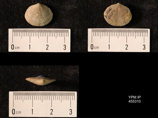 Platyorthis opercularis