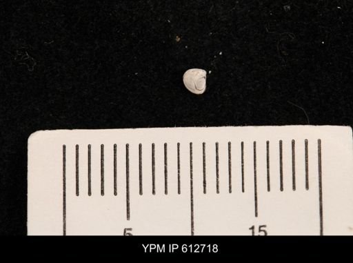 Protocardia sp.