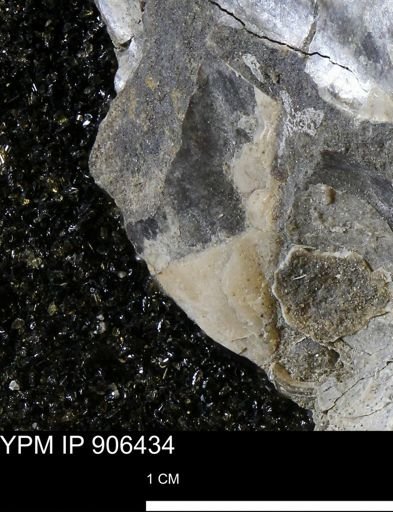 undet. Ostreacea