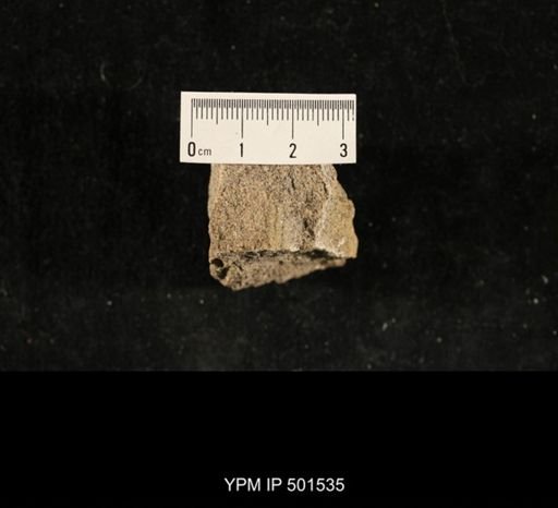 Astartella sp.