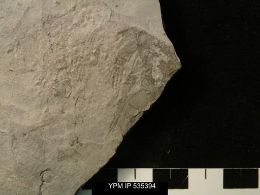 undet. Eurypterida