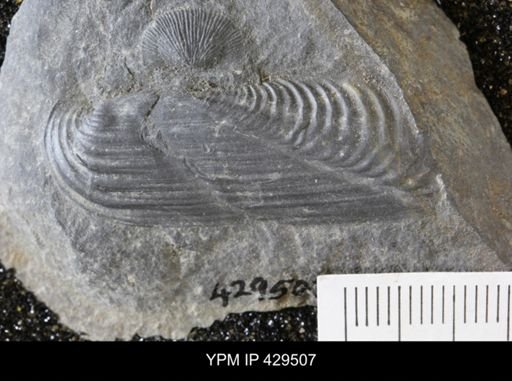 Orthonota undulata