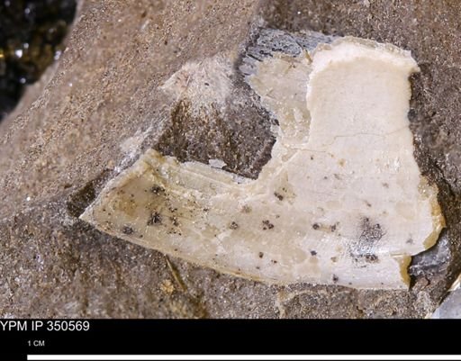 undet. Bivalvia