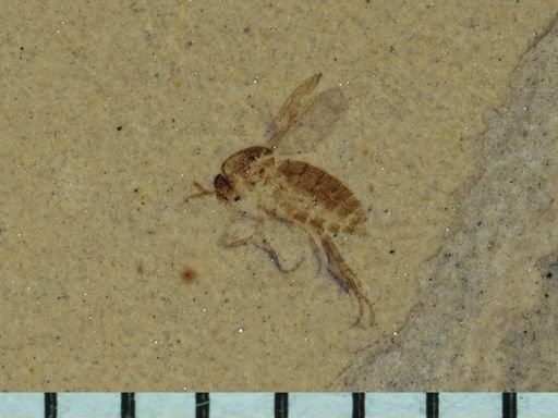 undet. Diptera