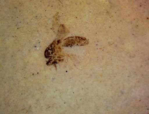 undet. Culicidae