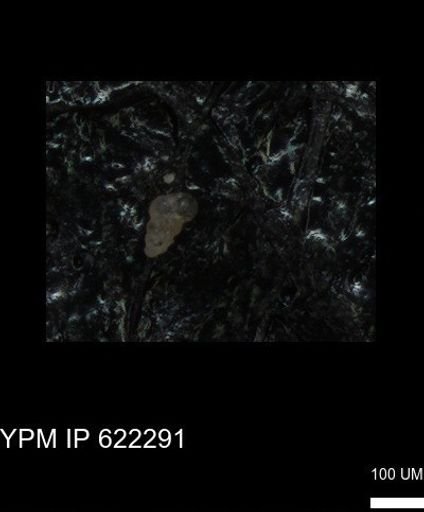 undet. Heterohelicidae