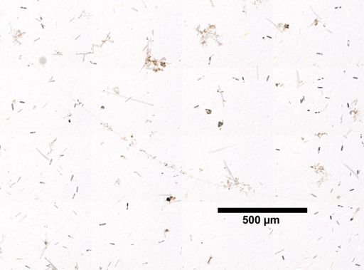 cf. Velinea