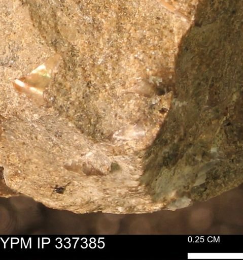 undet. Mollusca