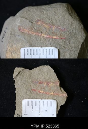 undet. Arthropoda