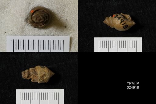 Chenopus turriculoides