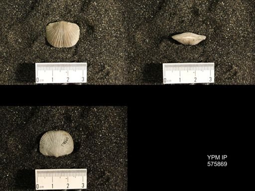 Dinorthis subquadrata