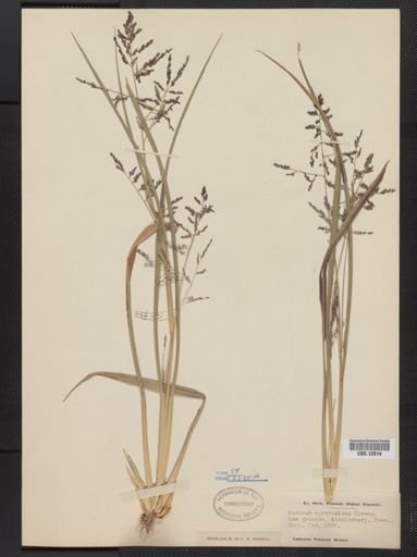 Panicum agrostoides
