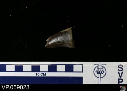 undet. Mosasauridae