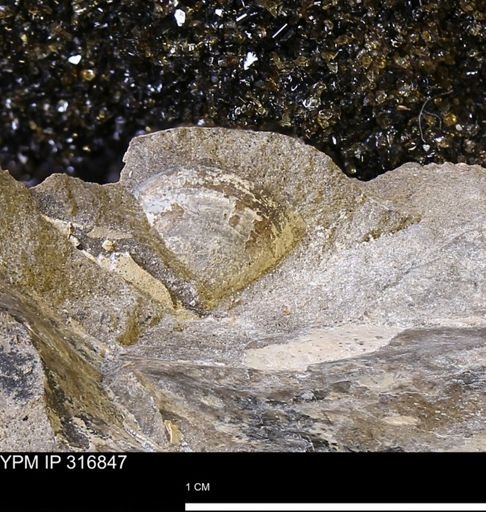 undet. Bivalvia